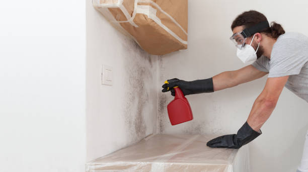 Professional Basement Mold Remediation technician working in Calvin, PA