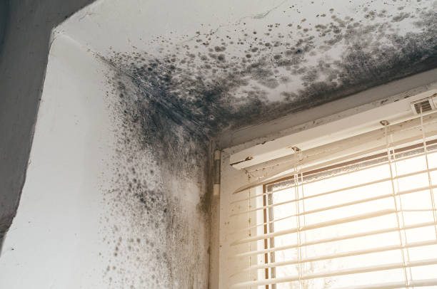 Affordable Basement Mold Remediation solutions in Calvin, PA