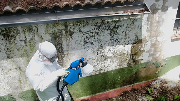 Top rated local Basement Mold Remediation specialists in Calvin, PA